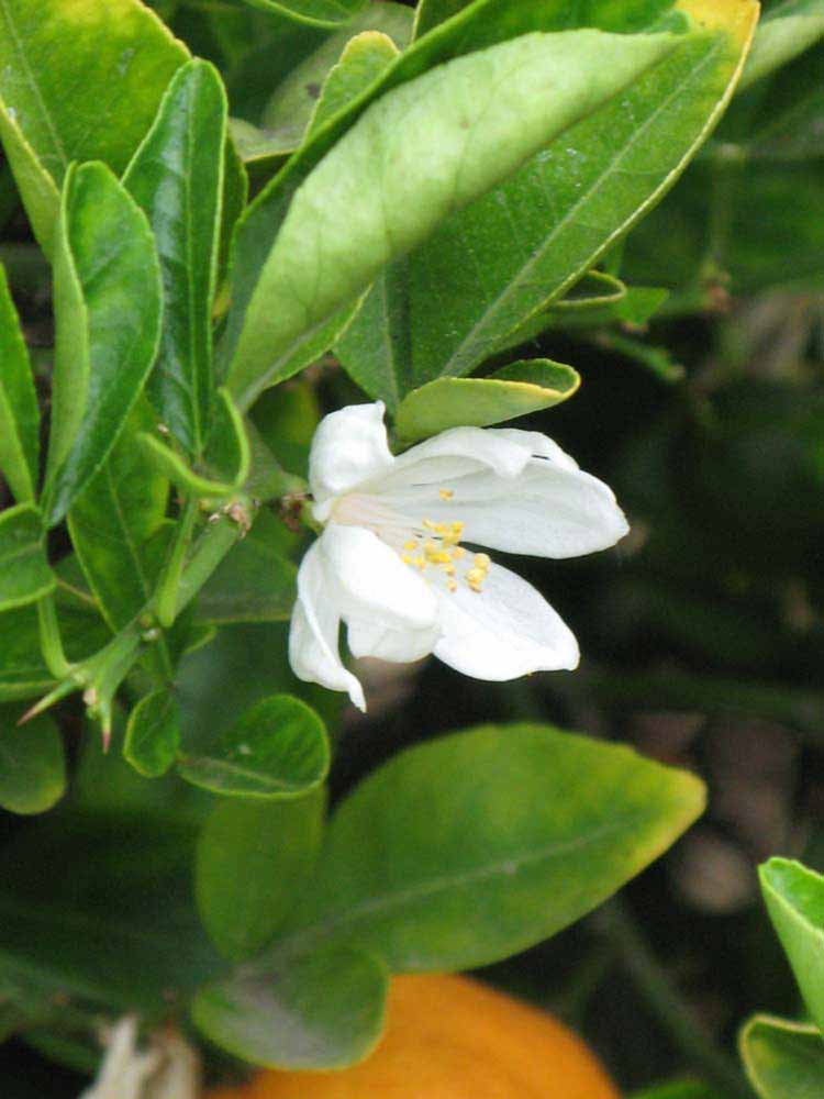             Flower (Riverside, CA)       